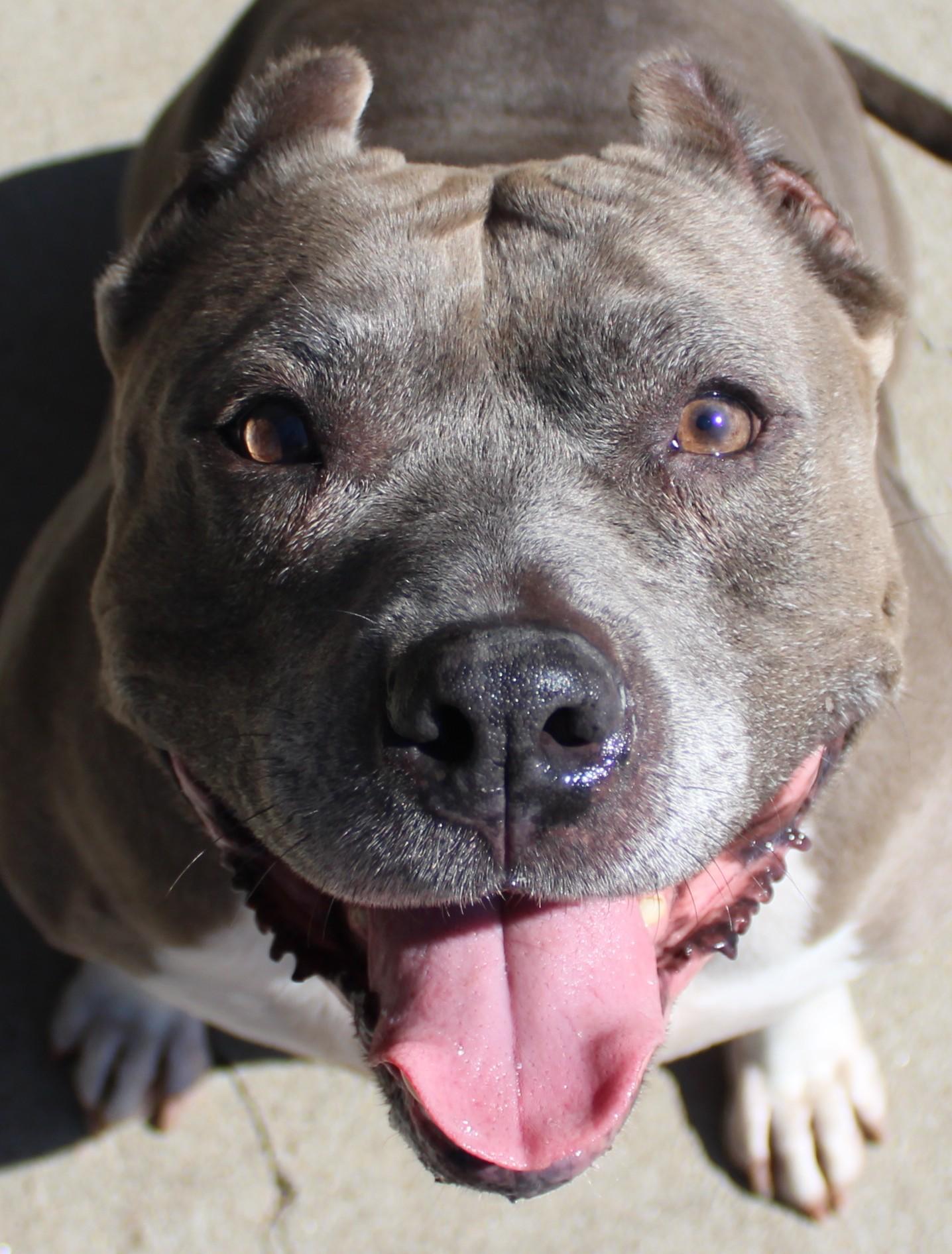 Mia, an adopted Pit Bull Terrier in Huron, SD image 2/4