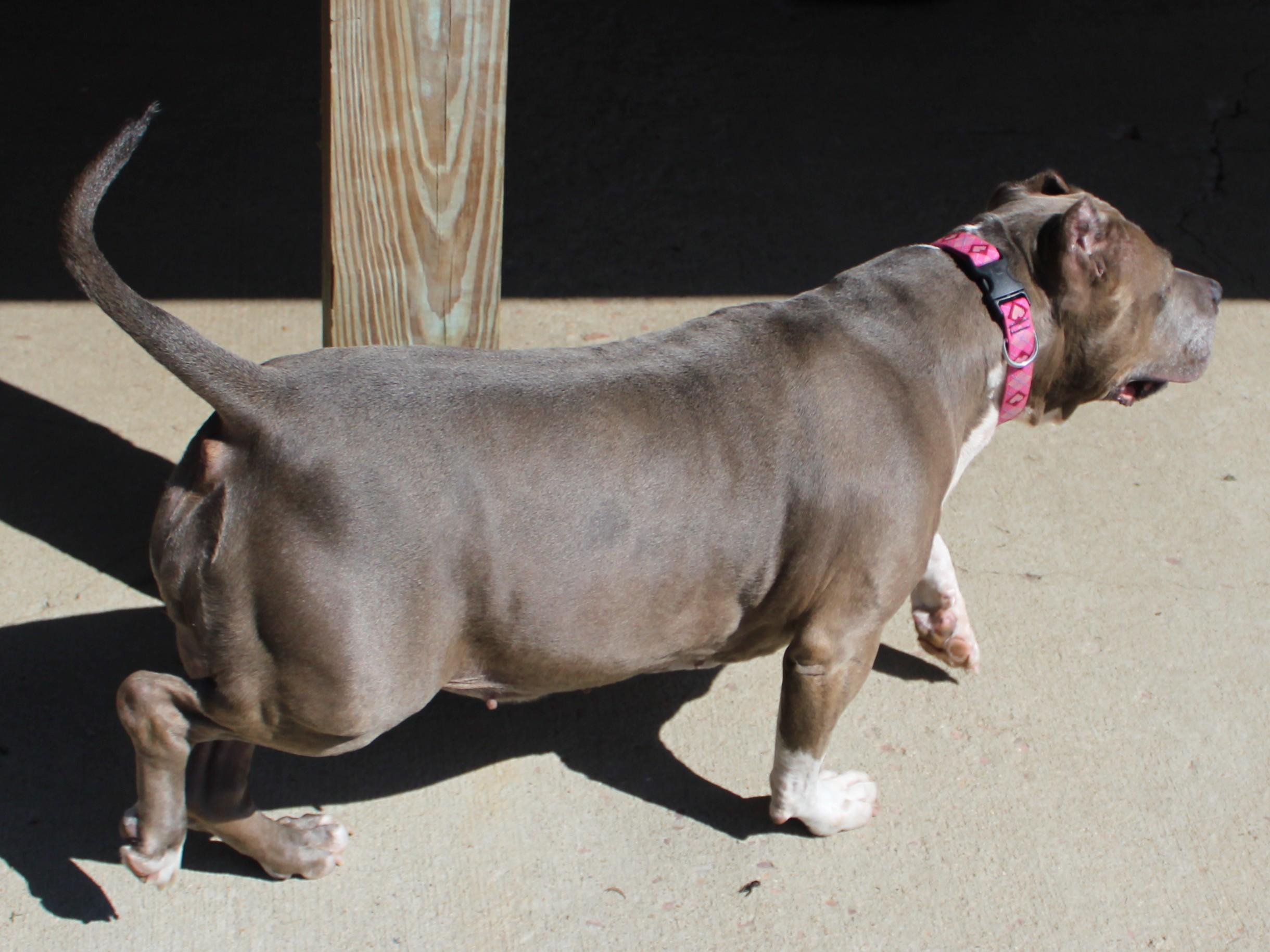 Mia, an adopted Pit Bull Terrier in Huron, SD image 3/4