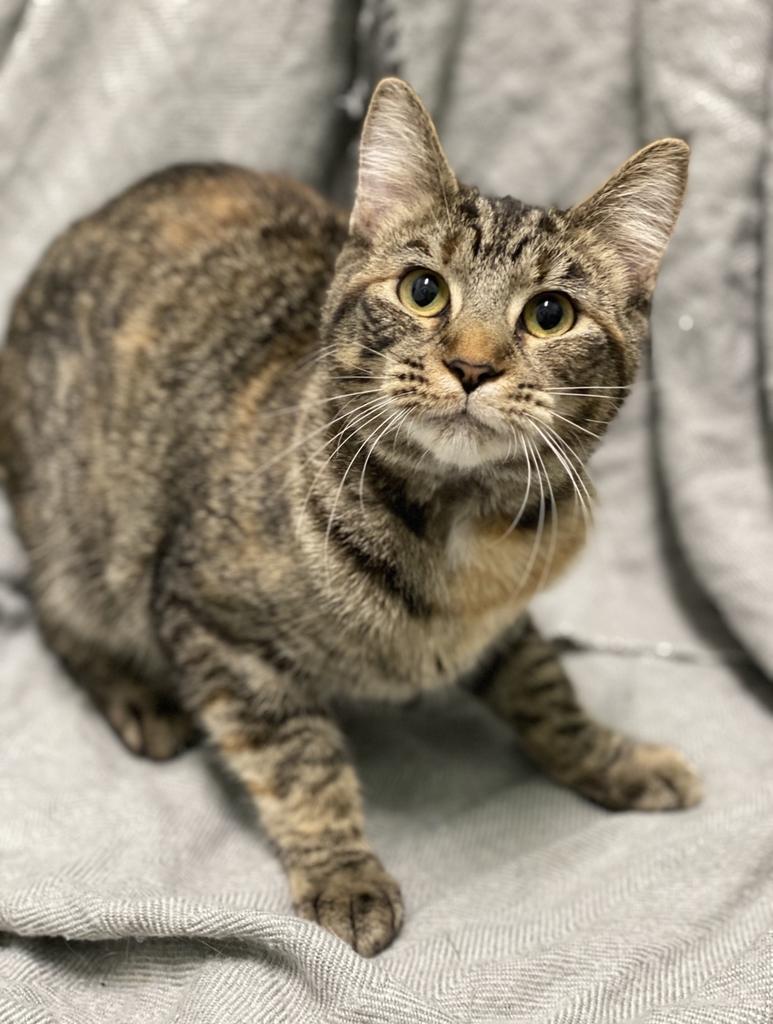 Mira, Adoptable, Young Female Domestic Short Hair.