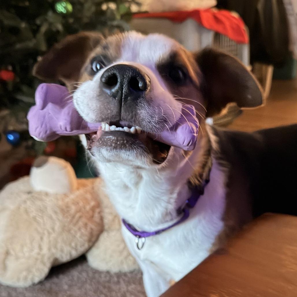 Thunder, a Adoptable mixed breed in Alexandria, VA image 1/4