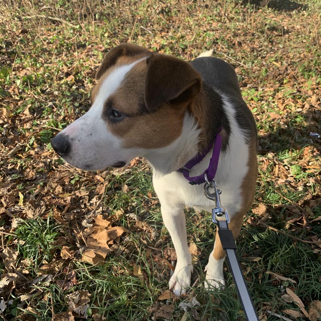 Thunder, a Adoptable mixed breed in Alexandria, VA image 2/4
