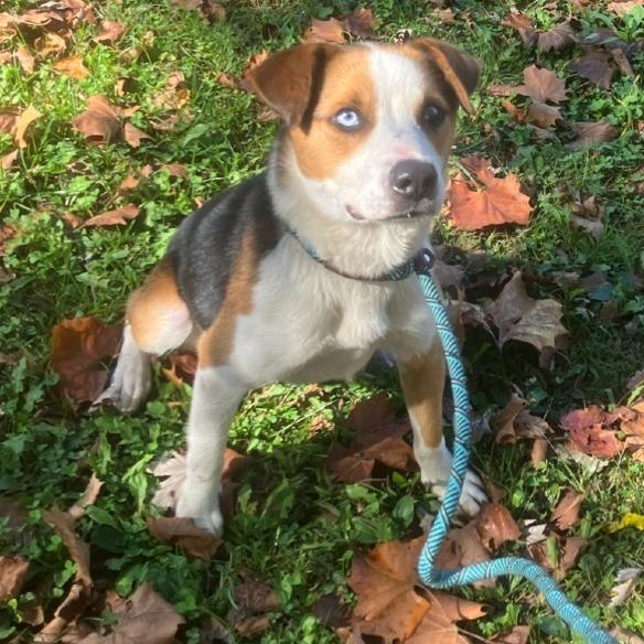 Thunder, a Adoptable mixed breed in Alexandria, VA image 3/4