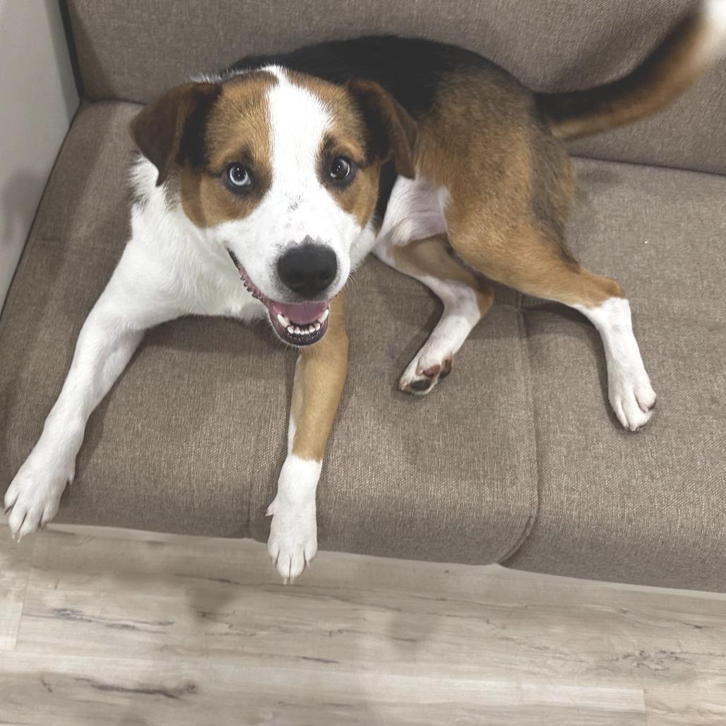 Thunder, Adoptable, Young Male Husky & Hound.