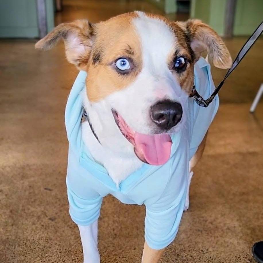 Enlarge Thunder, a Adoptable mixed breed in Richmond, VA image 2/5