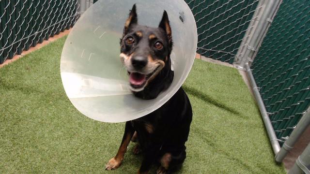 CHICA, Adoptable, Senior Female Miniature Pinscher.