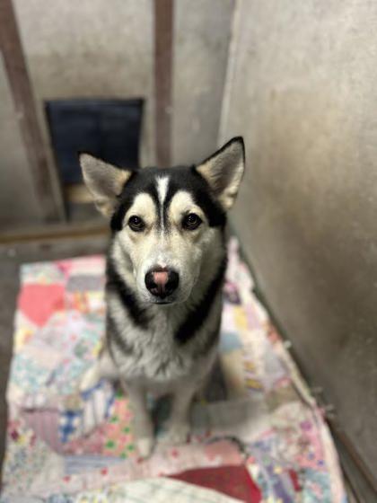 Gumbo, Adoptable, Young Male Siberian Husky & Mixed Breed.