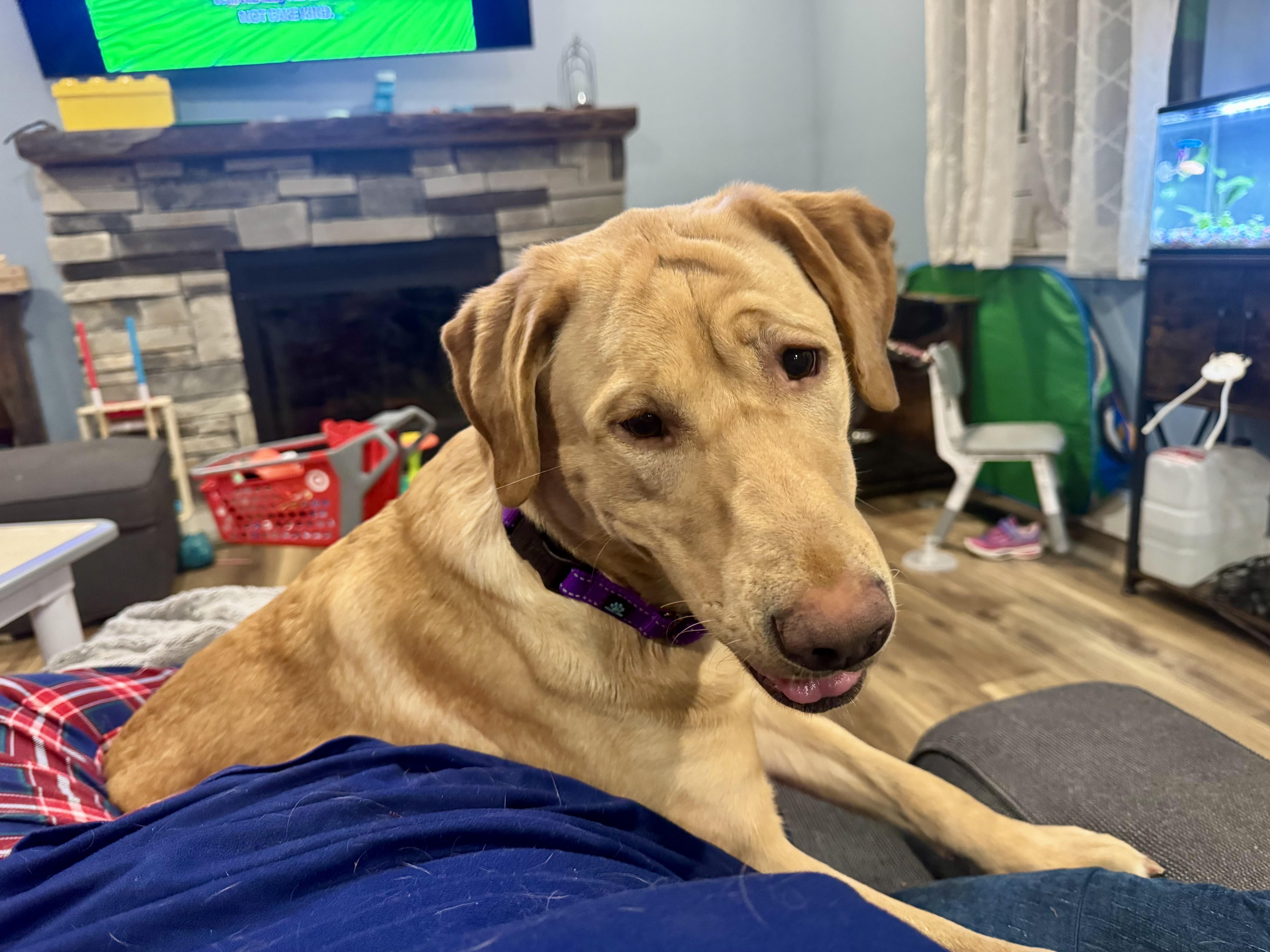 Enlarge Bella, an adopted Yellow Labrador Retriever in Hartland, MI image 3/6
