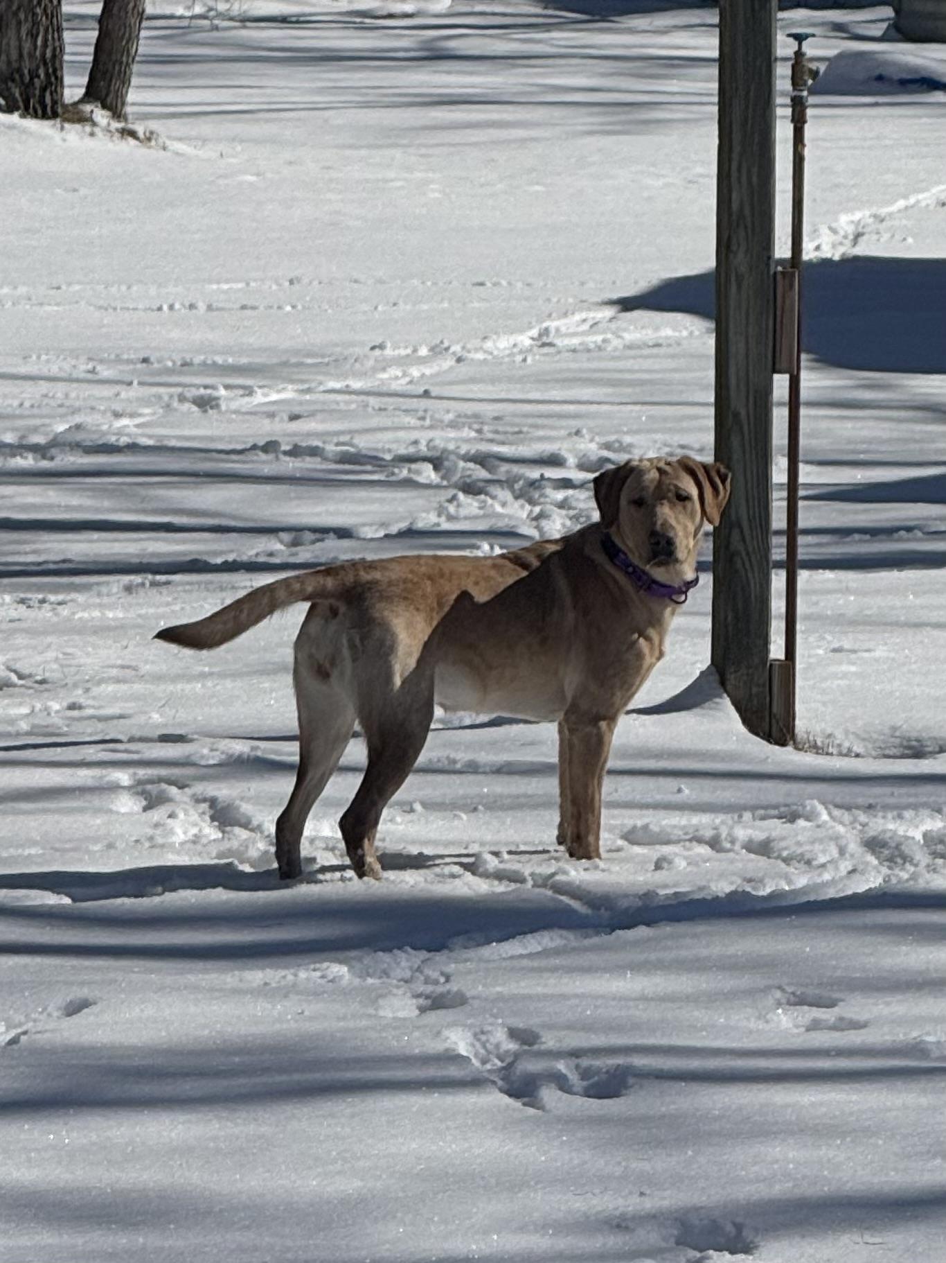 Enlarge Bella, an adopted Yellow Labrador Retriever in Hartland, MI image 4/6