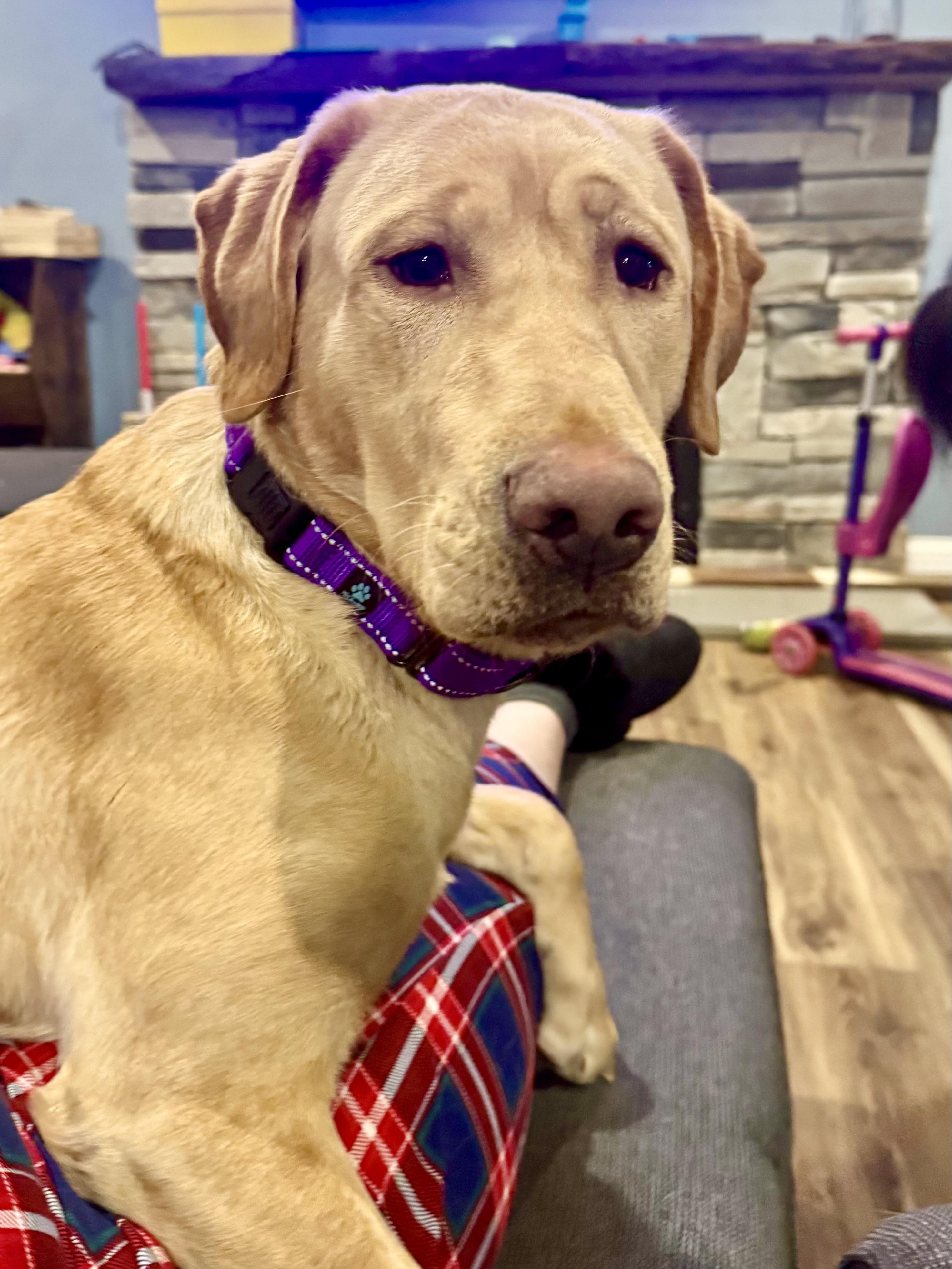 Enlarge Bella, an adopted Yellow Labrador Retriever in Hartland, MI image 2/6