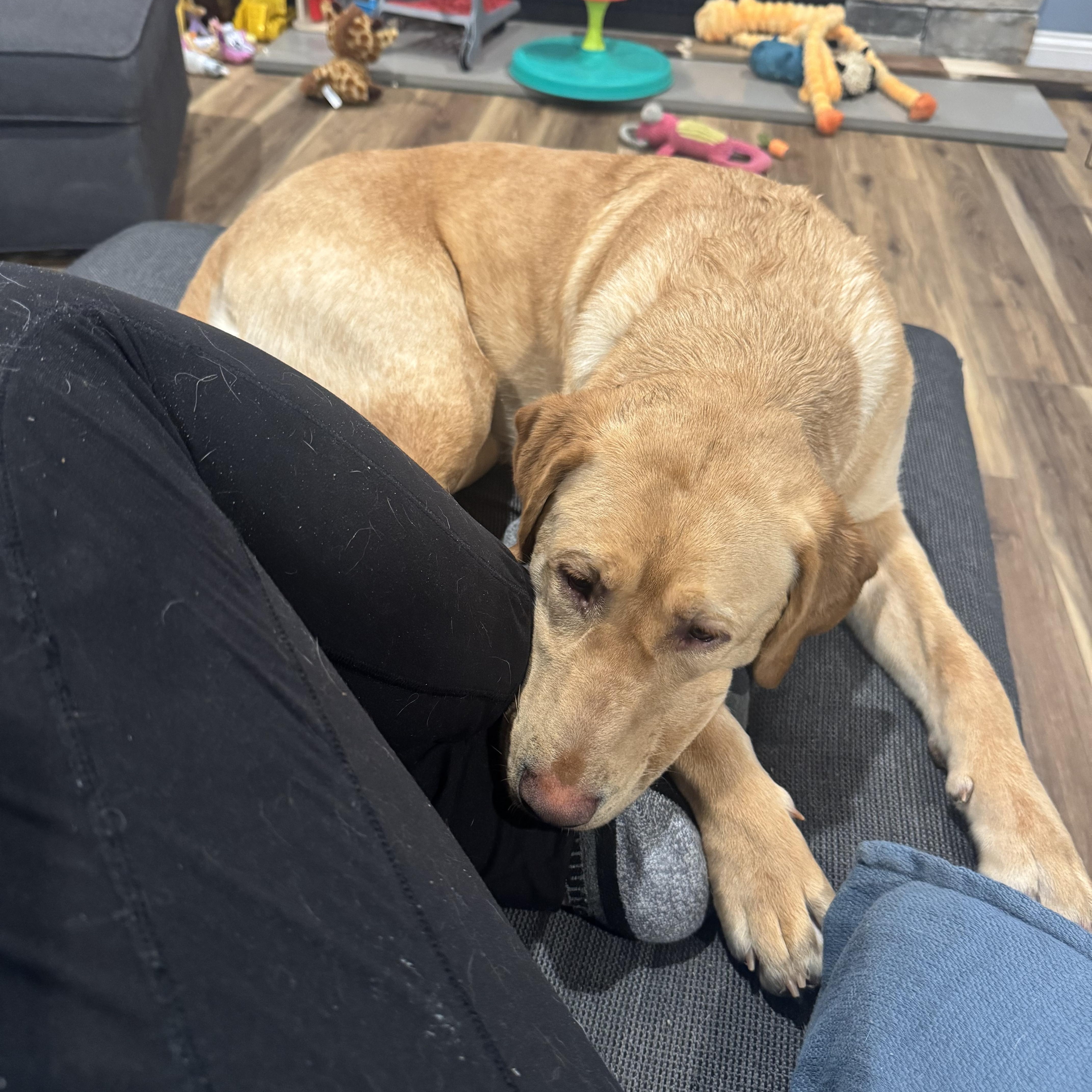 Enlarge Bella, an adopted Yellow Labrador Retriever in Hartland, MI image 6/6