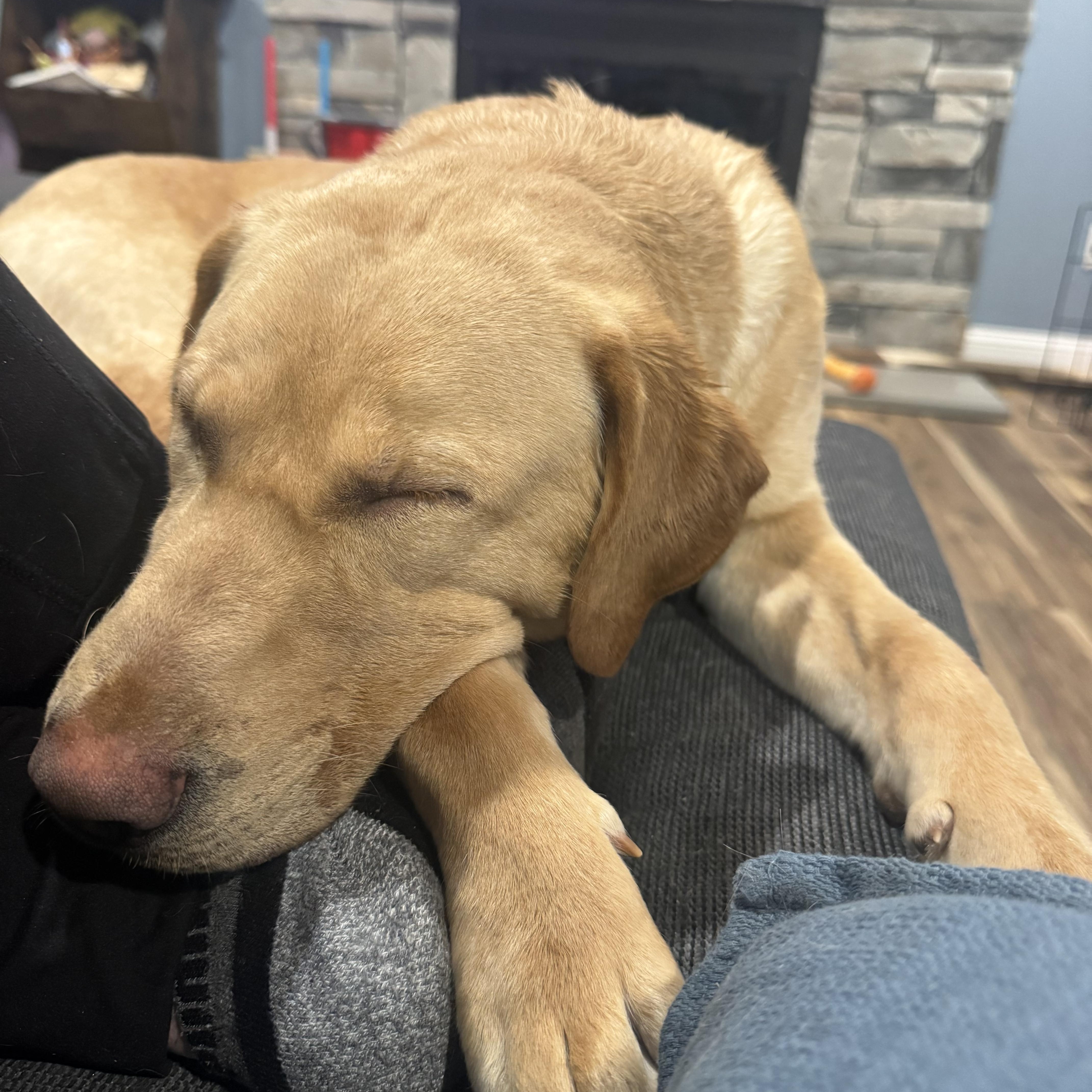 Enlarge Bella, an adopted Yellow Labrador Retriever in Hartland, MI image 5/6