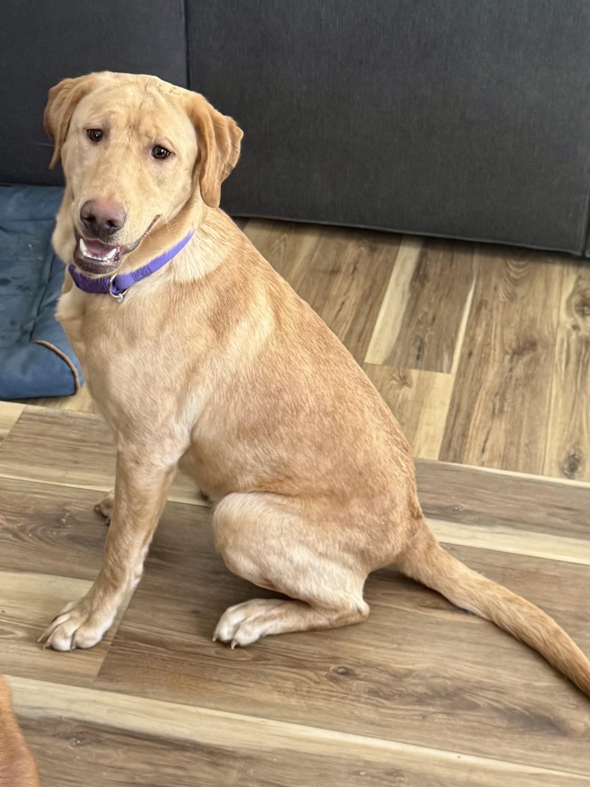 Enlarge Bella, an adopted Yellow Labrador Retriever in Hartland, MI image 1/6