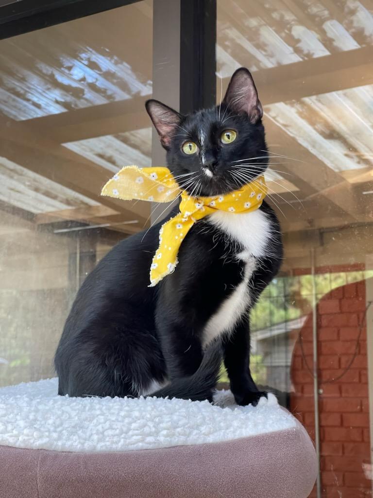 Saki, Adoptable, Adult Female Domestic Short Hair.