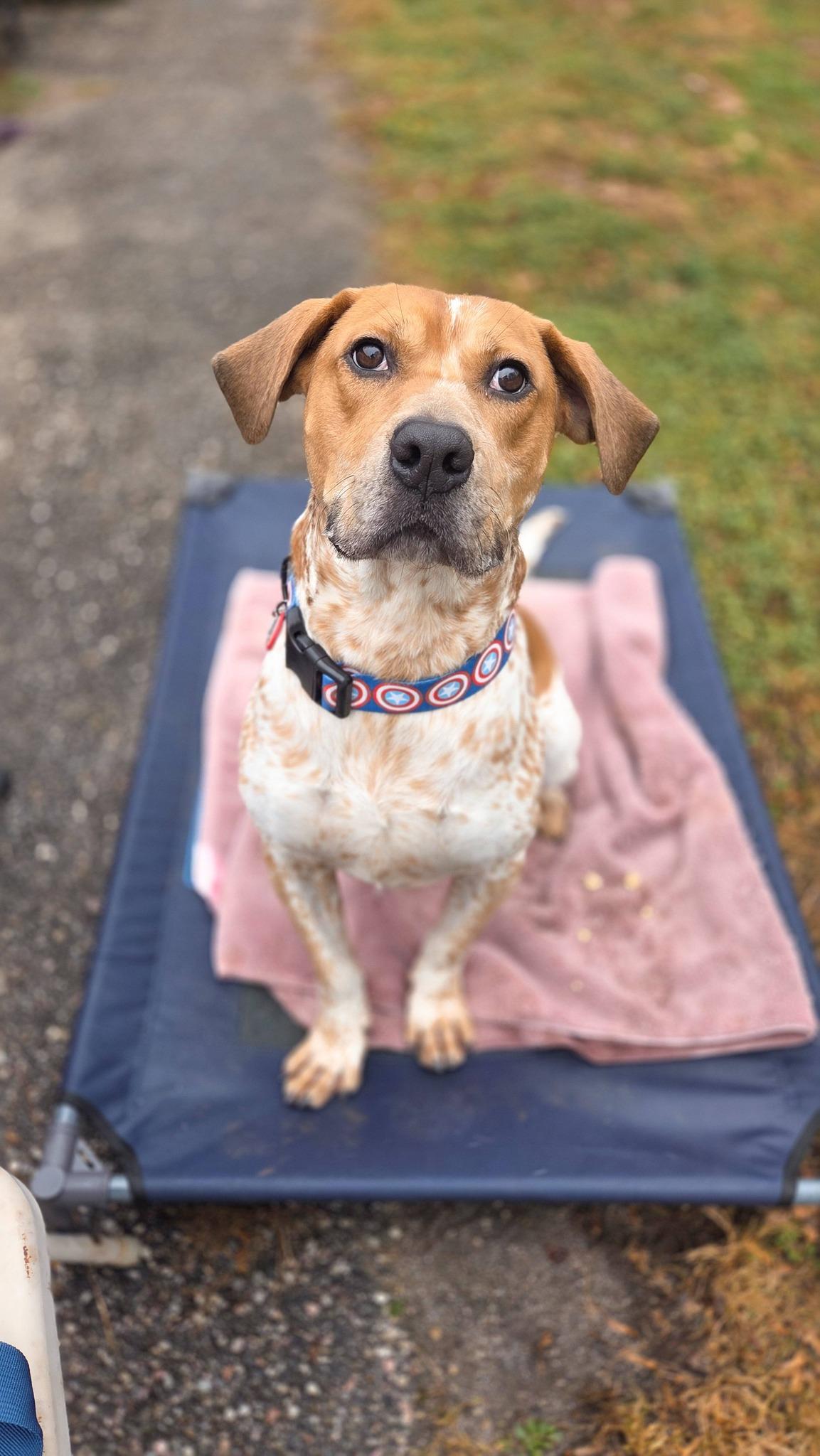 Frank, a Adoptable mixed breed in Phoenix, MD image 1/2