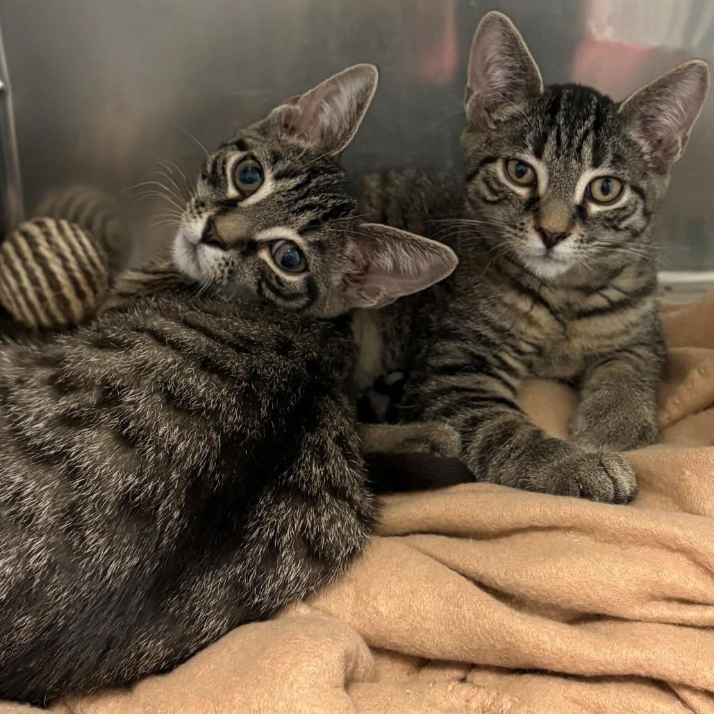 Meow Mill, Adoptable, Kitten Male Domestic Short Hair.