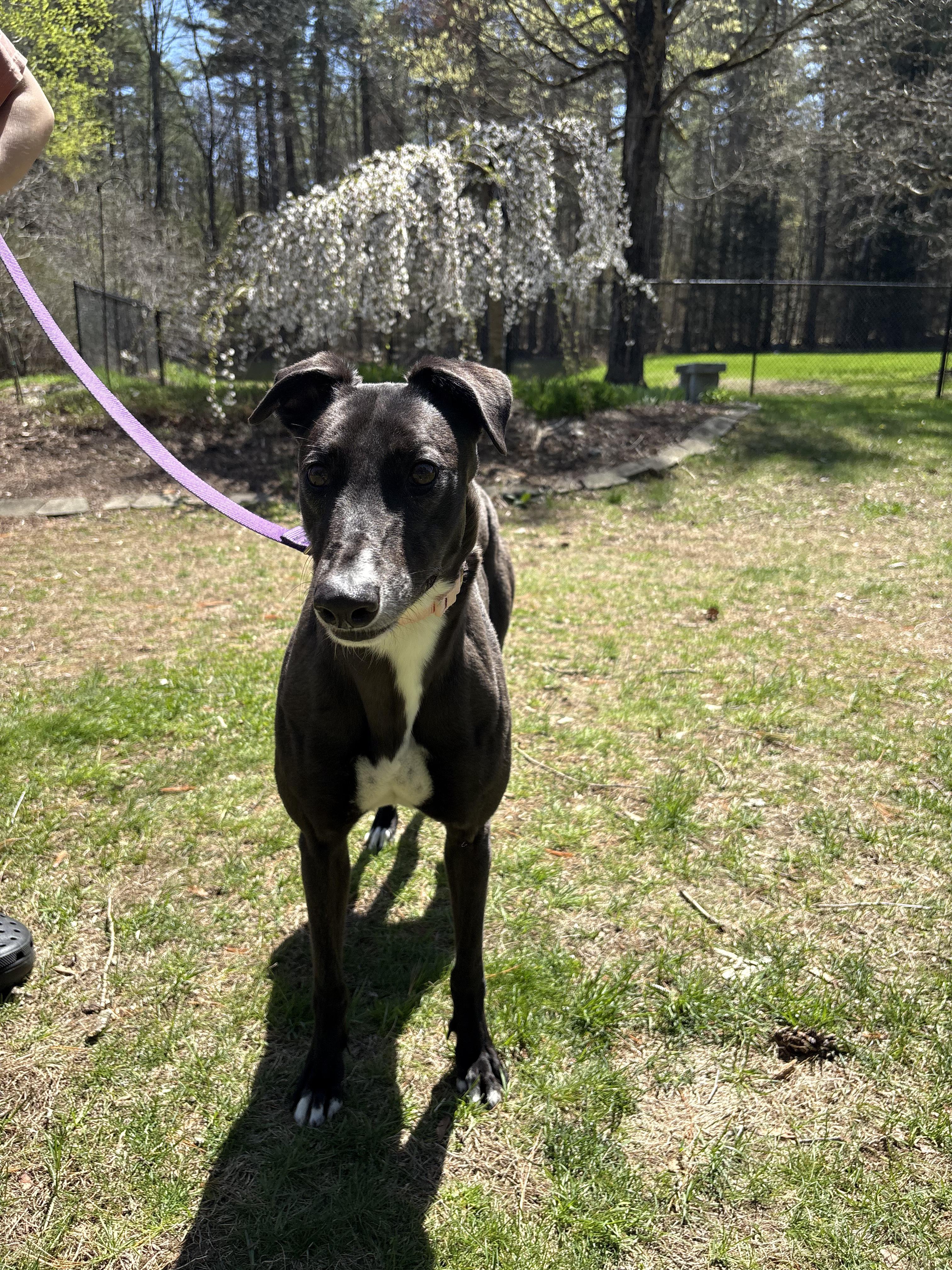 Deb, a Adoptable Greyhound in Swanzey, NH image 1/3