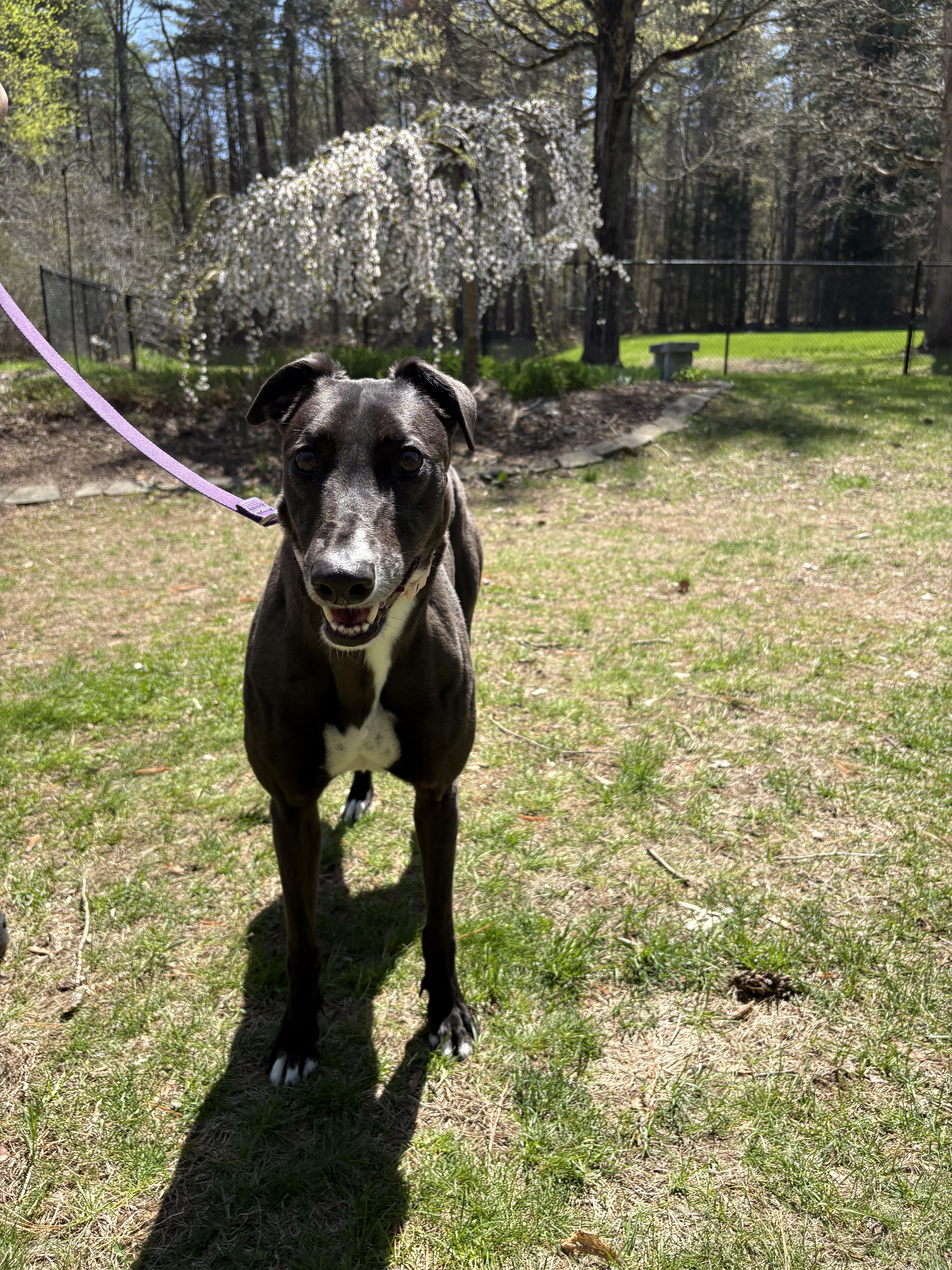 Deb, a Adoptable Greyhound in Swanzey, NH image 2/3