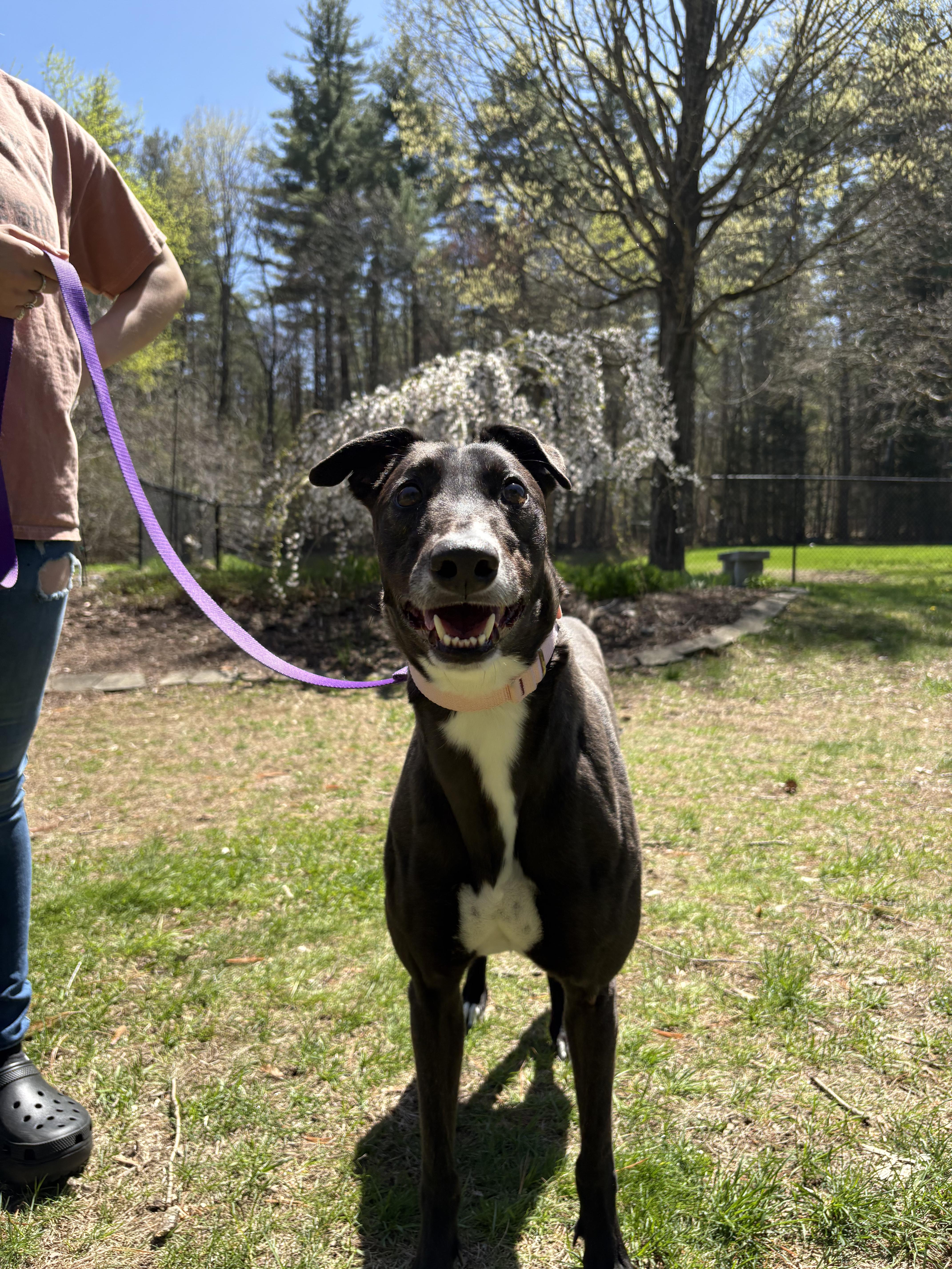 Deb, a Adoptable Greyhound in Swanzey, NH image 3/3