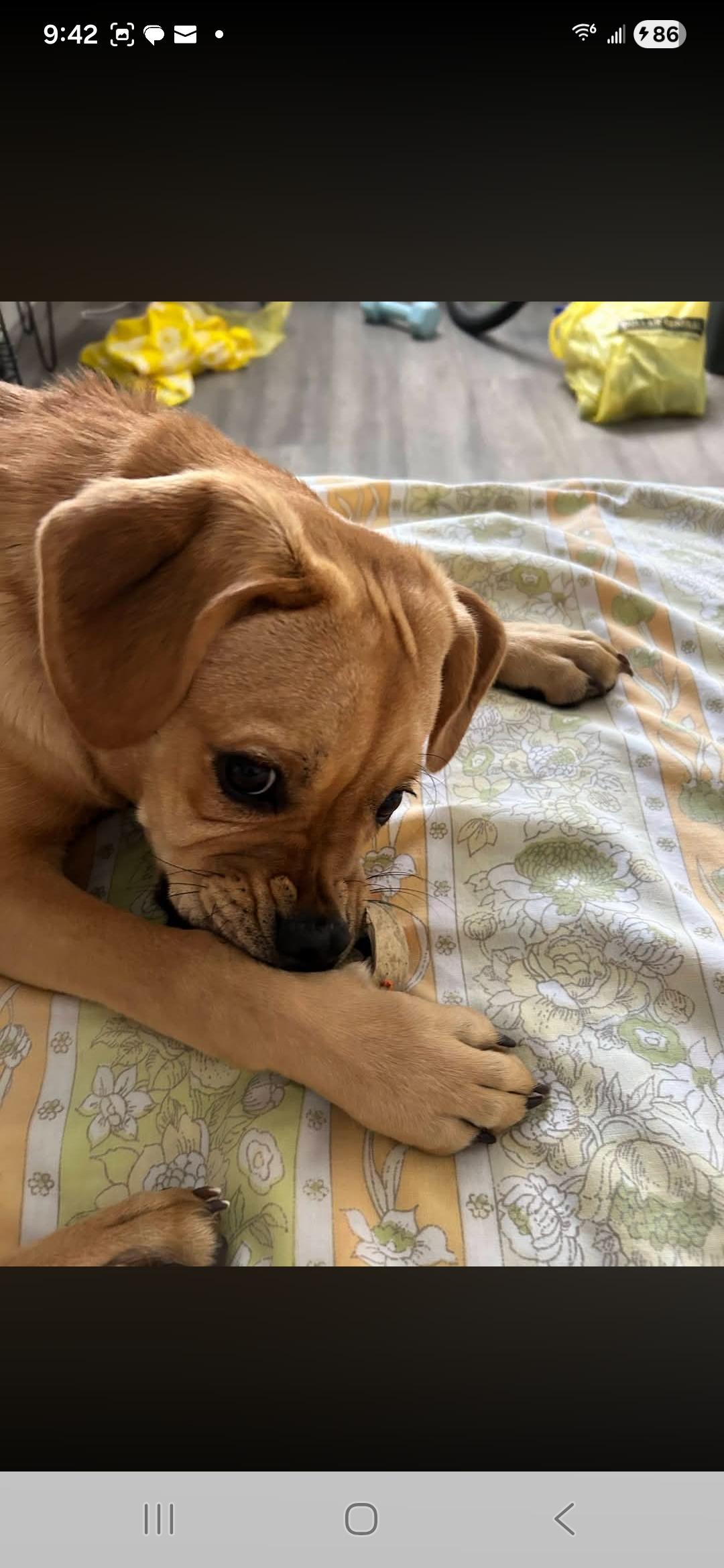 Phoenix, a ADOPTABLE mixed breed in Miami, FL image 2/2