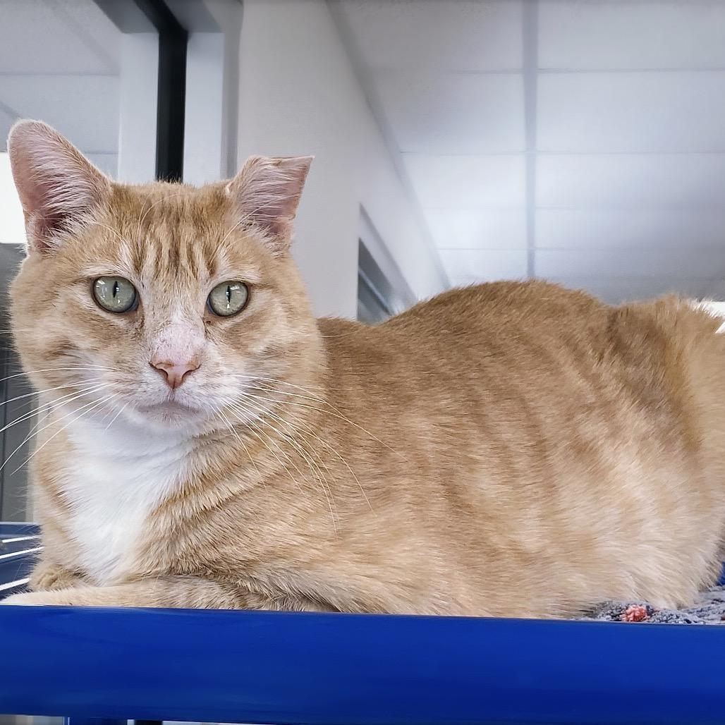 Enlarge Sammy Boy, a Adoptable Domestic Short Hair in Huntsville, AL image 1/6