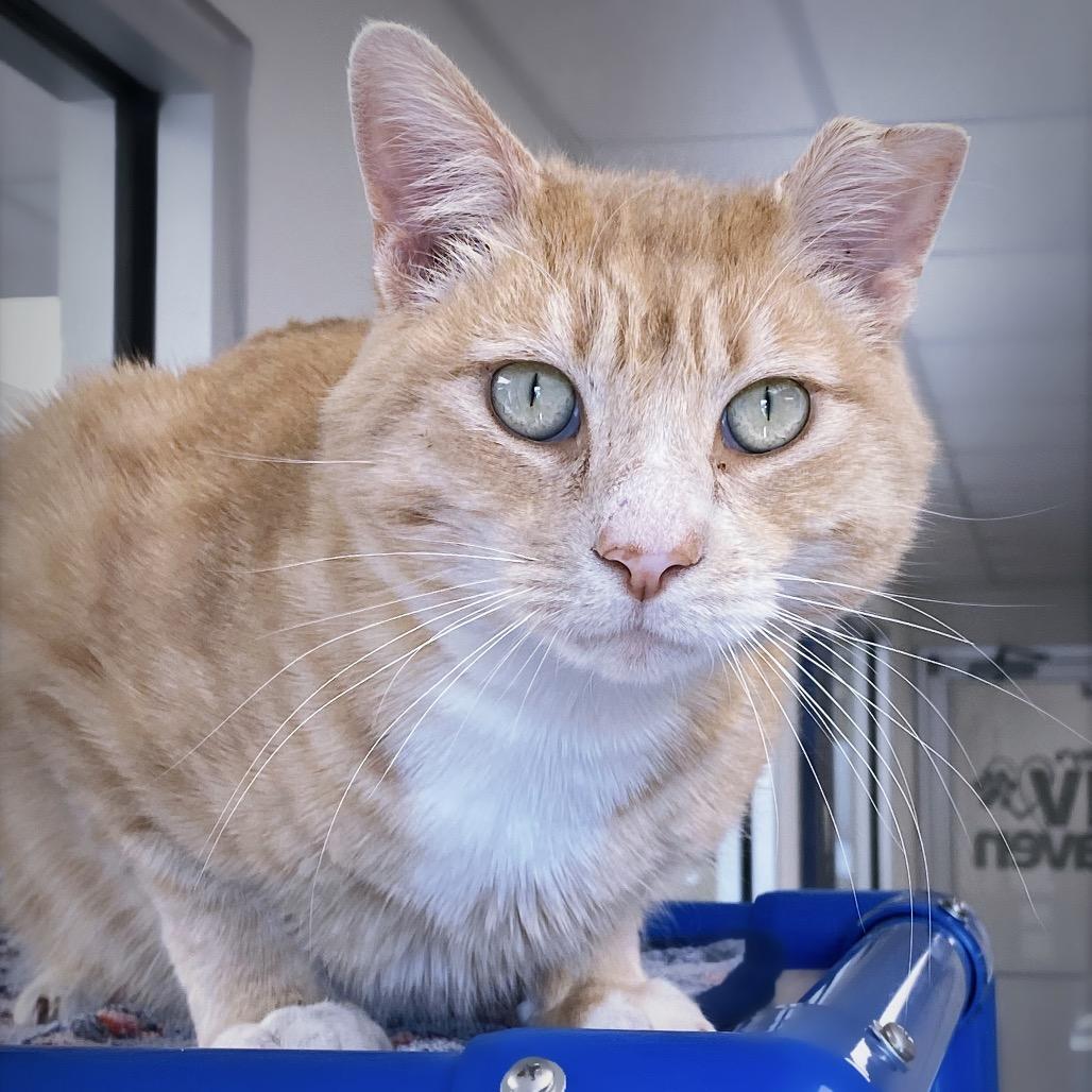 Enlarge Sammy Boy, a Adoptable Domestic Short Hair in Huntsville, AL image 2/6