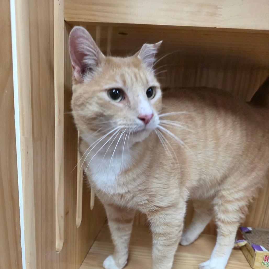 Enlarge Sammy Boy, a Adoptable Domestic Short Hair in Huntsville, AL image 3/6