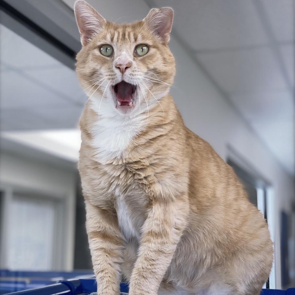 Enlarge Sammy Boy, a Adoptable Domestic Short Hair in Huntsville, AL image 4/6