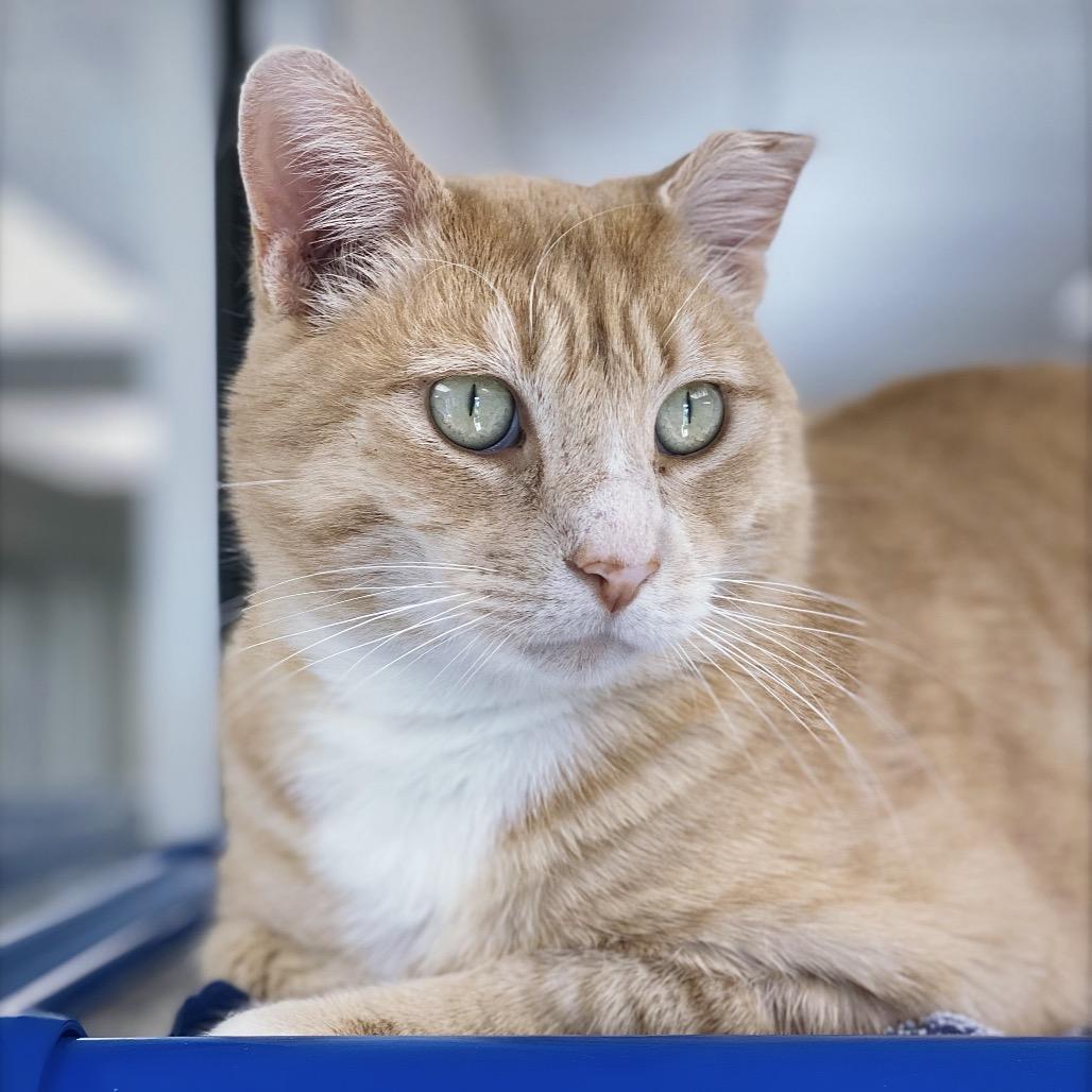 Enlarge Sammy Boy, a Adoptable Domestic Short Hair in Huntsville, AL image 6/6