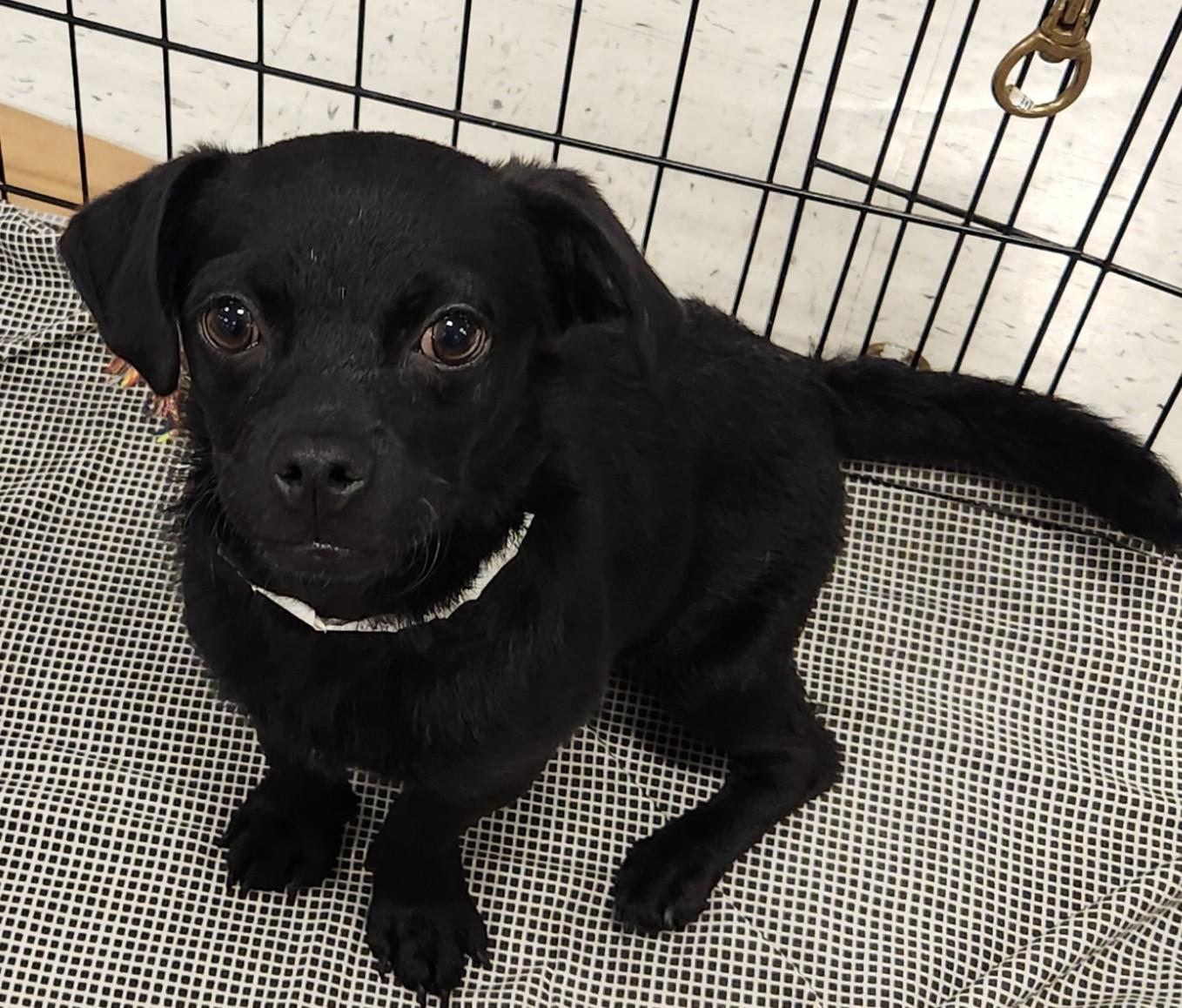 Gemma, adopted, Puppy Female Pug & Dachshund (Long Haired).