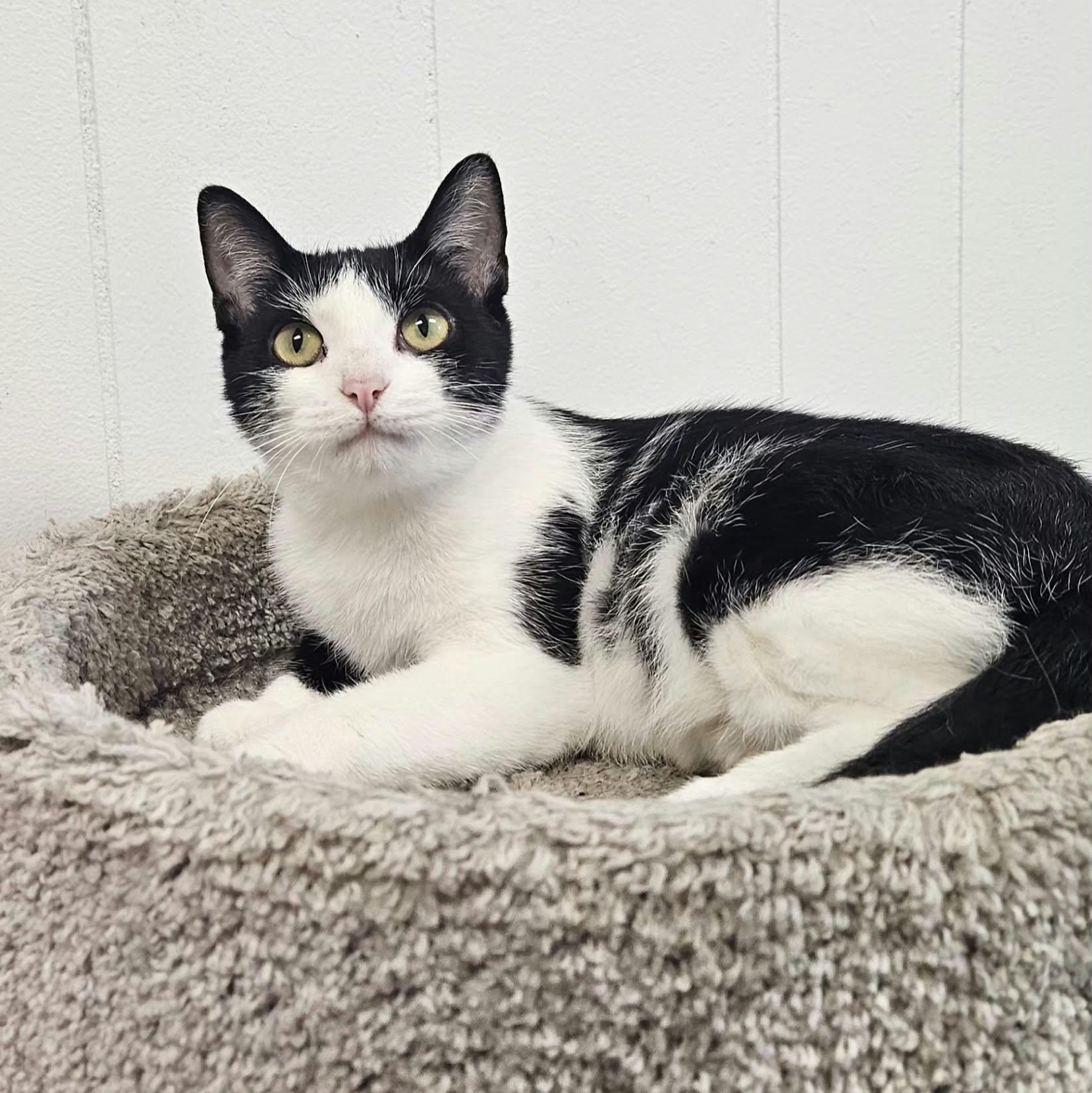 Panda, Adoptable, Adult Female Domestic Short Hair.