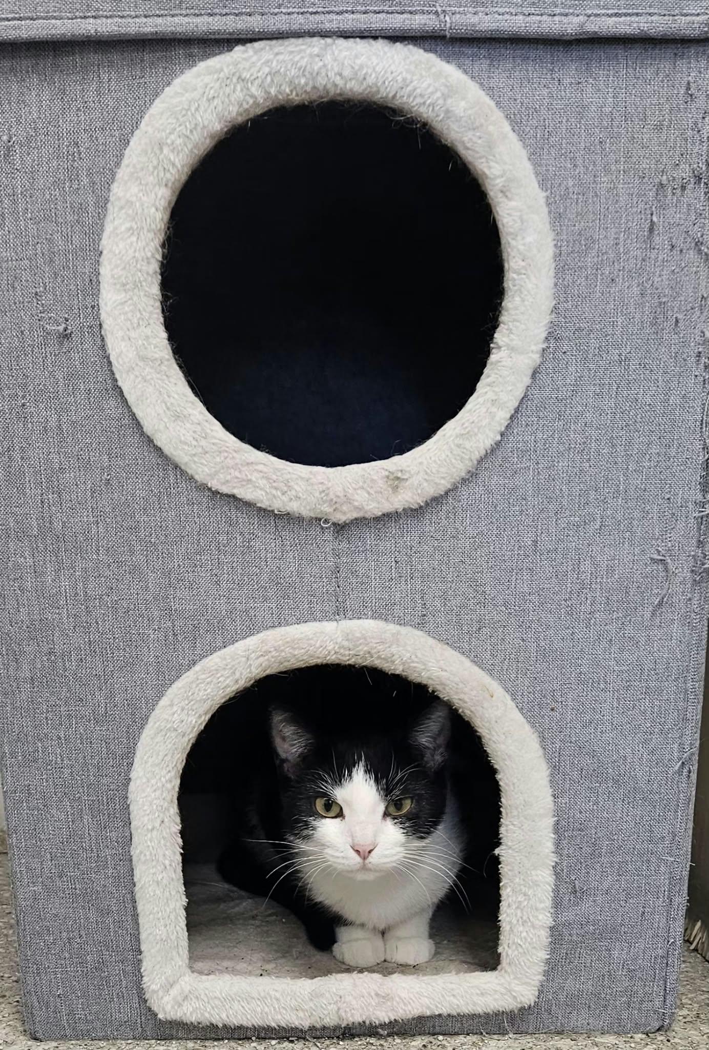 Enlarge Panda, a Adoptable Domestic Short Hair in Wapakoneta, OH image 2/2