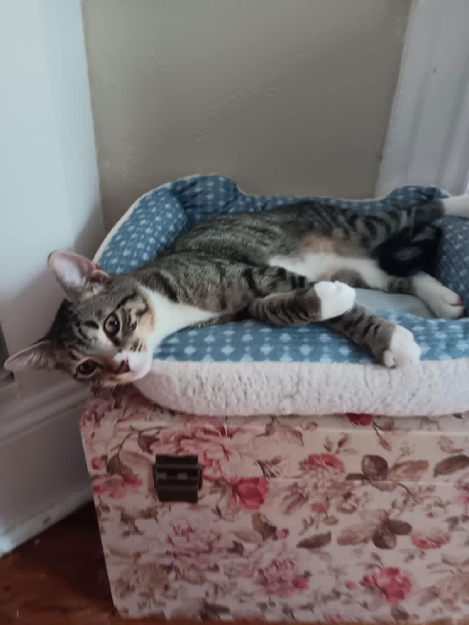 Enlarge Sid, a Adoptable Domestic Short Hair in Broomall, PA image 1/3