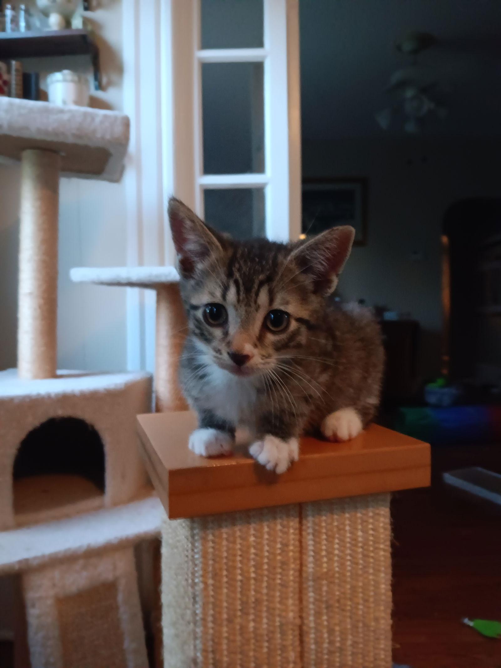 Enlarge Sid, a Adoptable Domestic Short Hair in Broomall, PA image 2/3