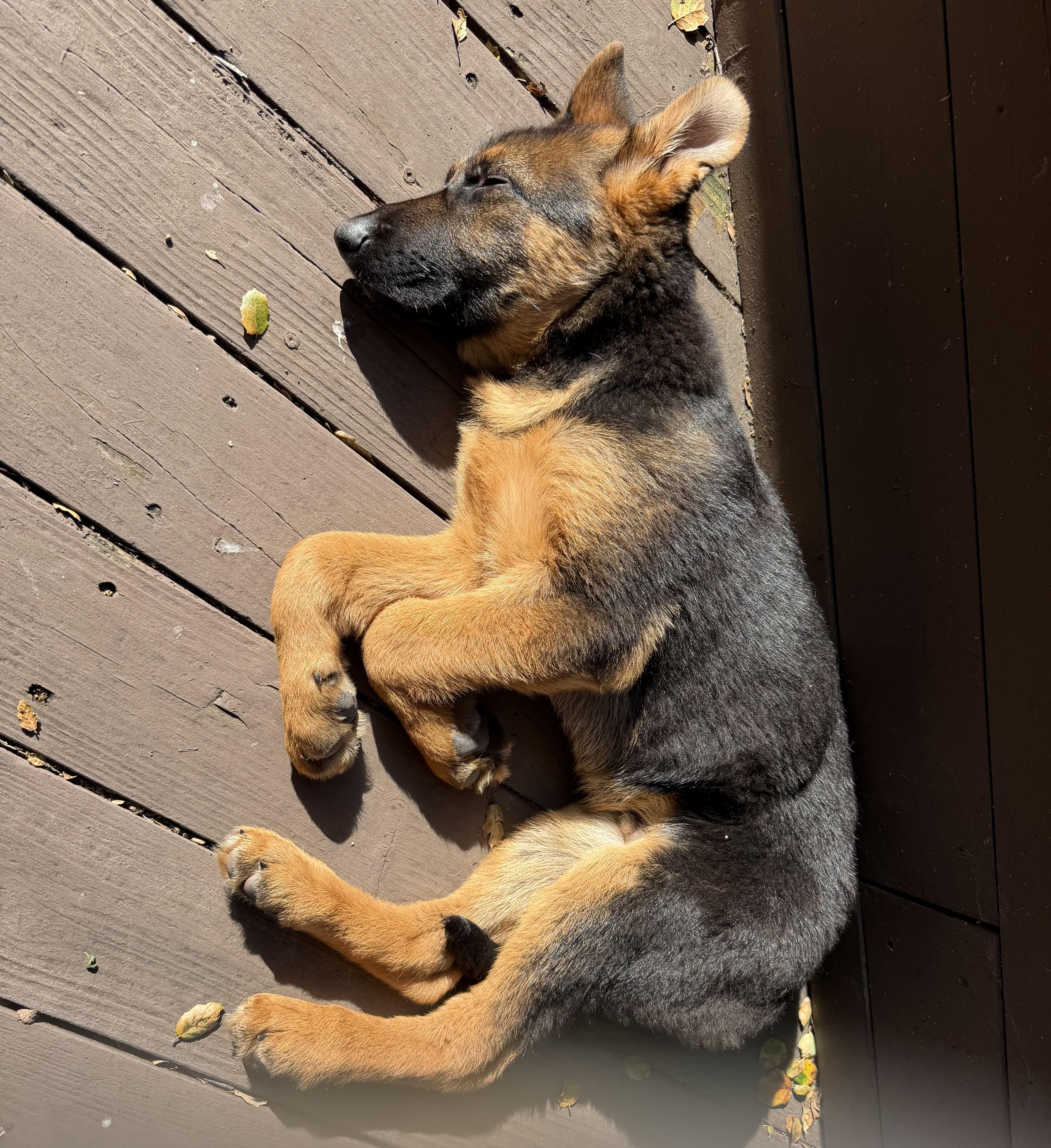 Enlarge Sunny the Sun Bear, an adopted mixed breed in Redwood City, CA image 4/5