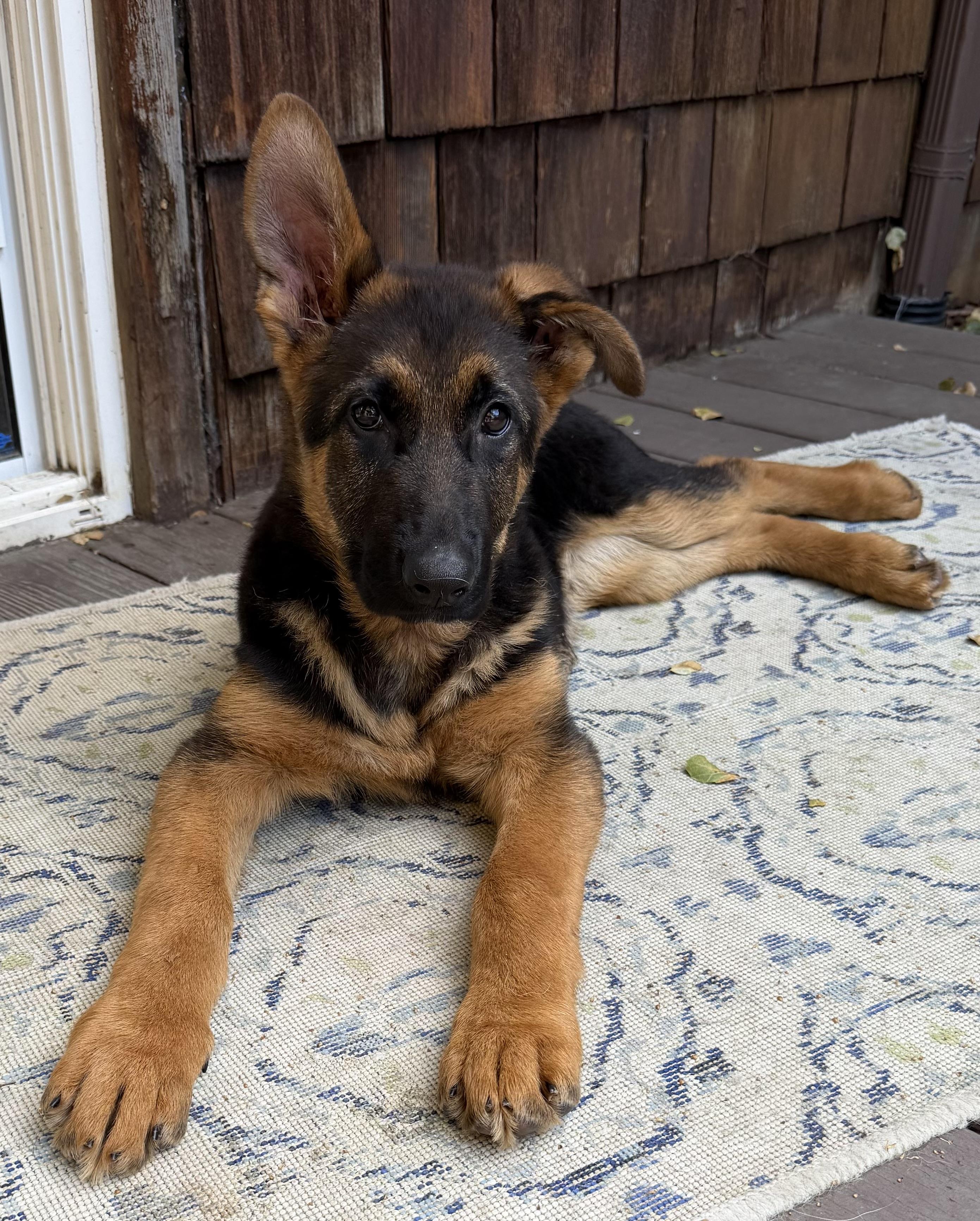 Enlarge Sunny the Sun Bear, an adopted mixed breed in Redwood City, CA image 1/5