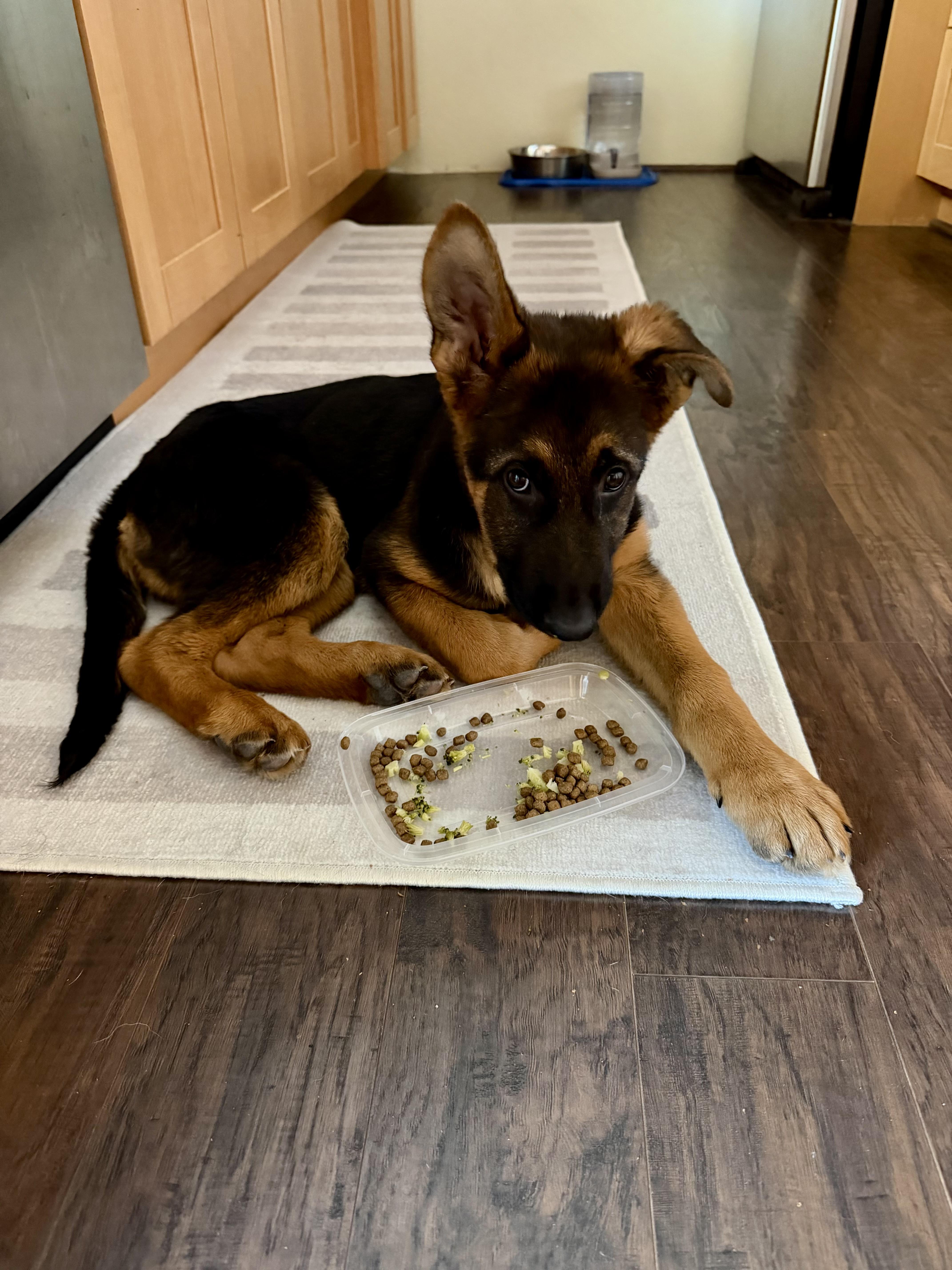 Enlarge Sunny the Sun Bear, an adopted mixed breed in Redwood City, CA image 2/5