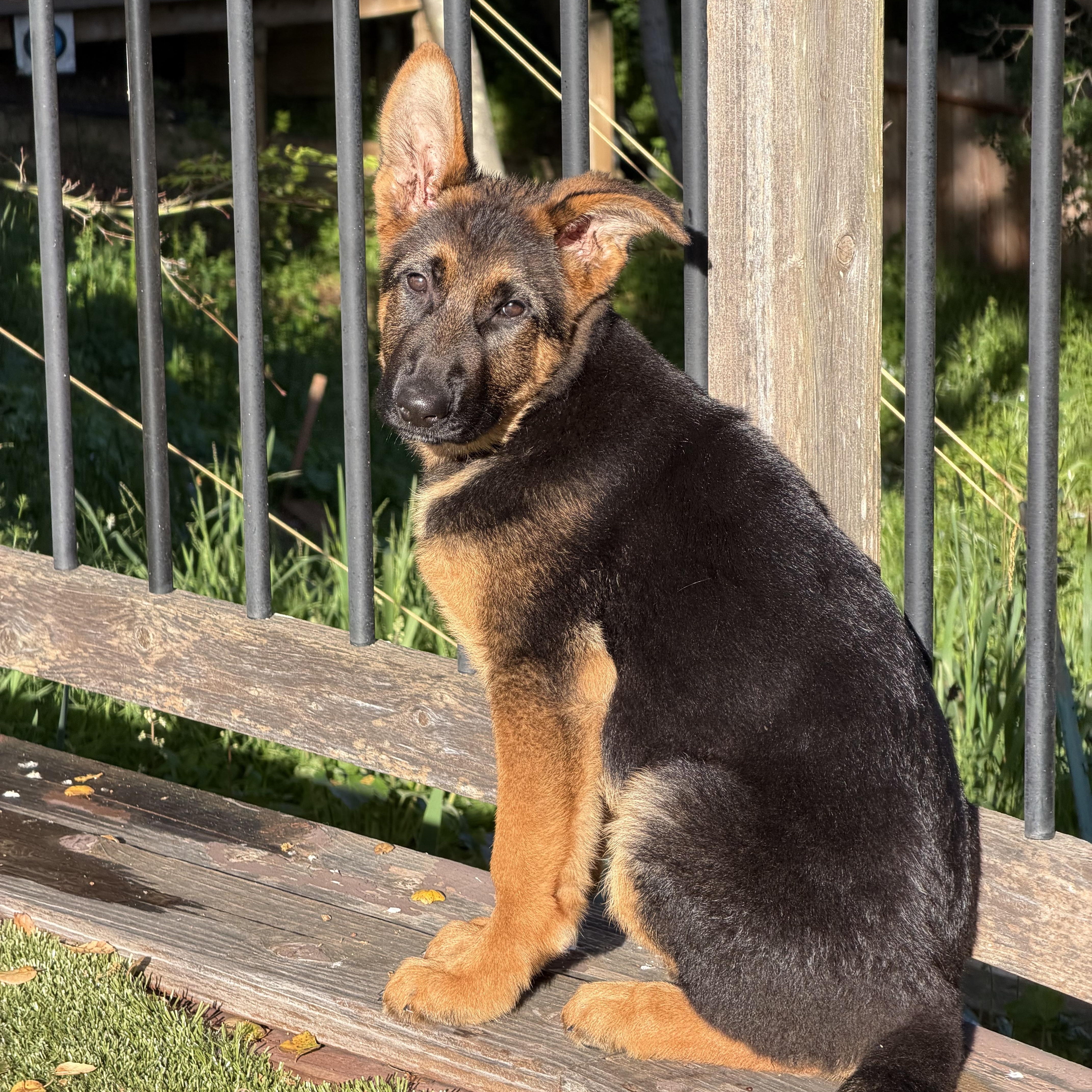 Enlarge Sunny the Sun Bear, an adopted mixed breed in Redwood City, CA image 3/5
