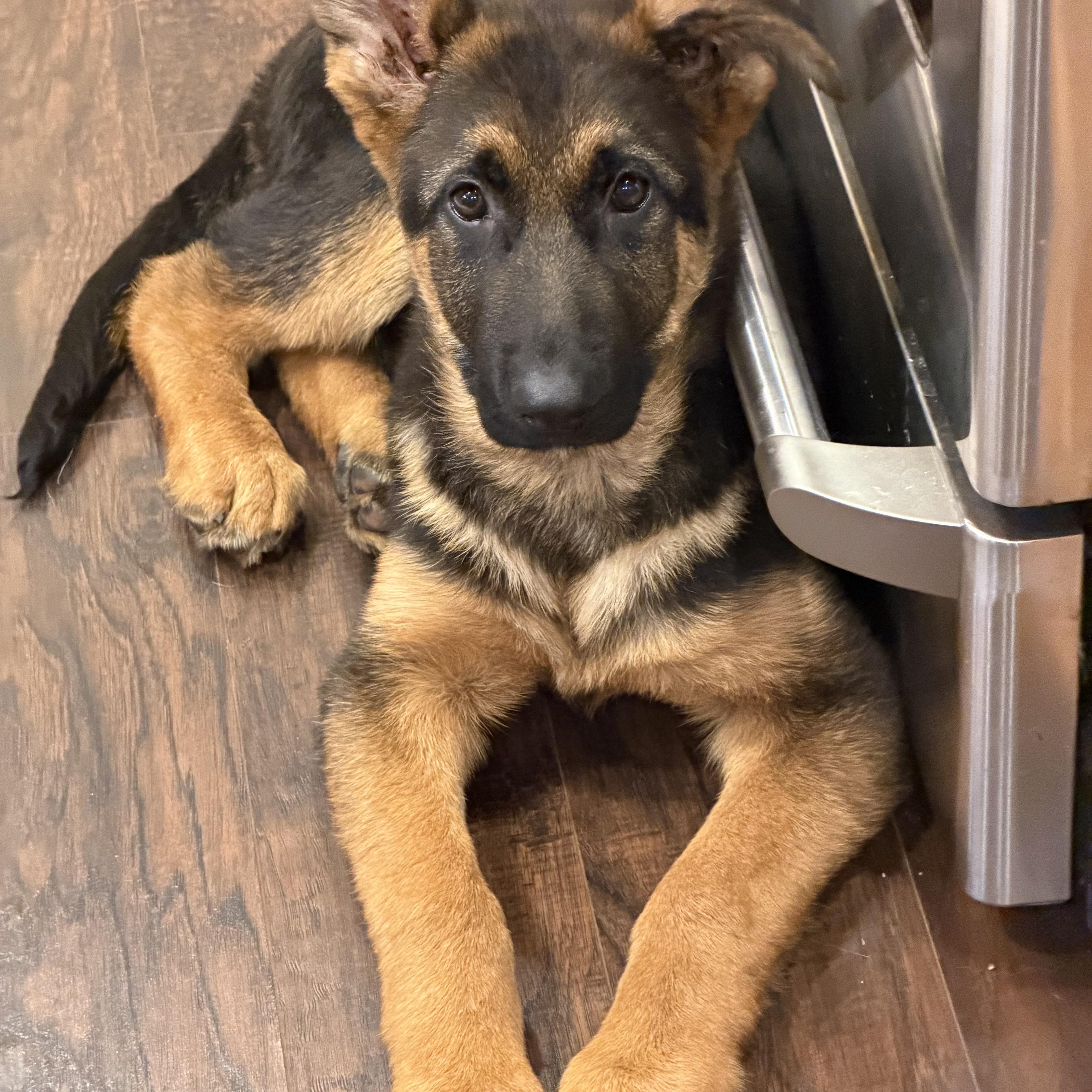 Enlarge Sunny the Sun Bear, an adopted mixed breed in Redwood City, CA image 5/5