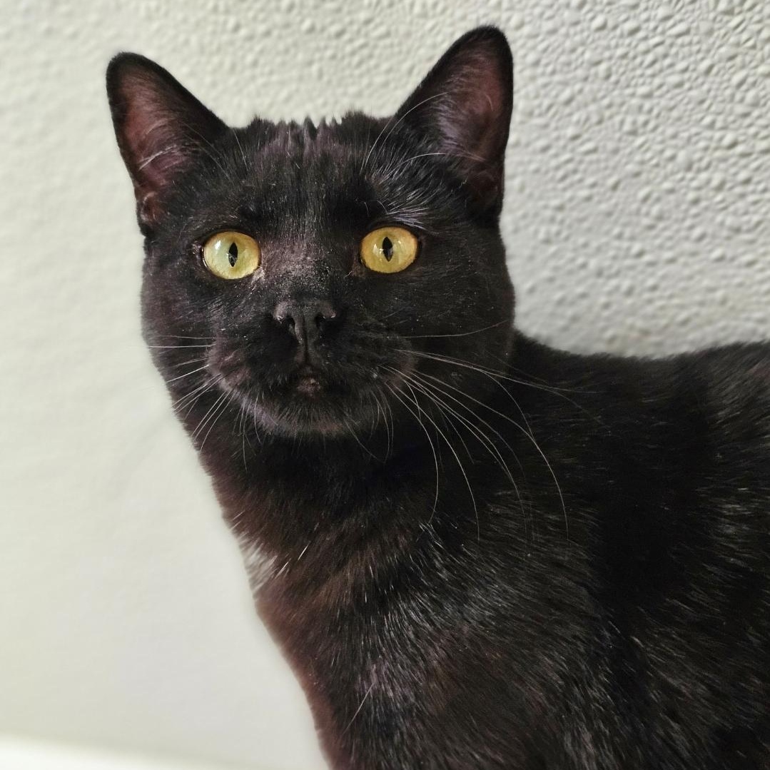 Gypsy, a ADOPTABLE Domestic Short Hair in Waynesville, NC image 3/3