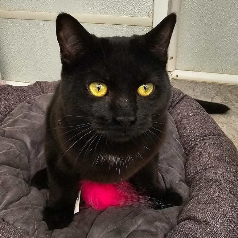 Gypsy, ADOPTABLE, Kitten Female Domestic Short Hair.
