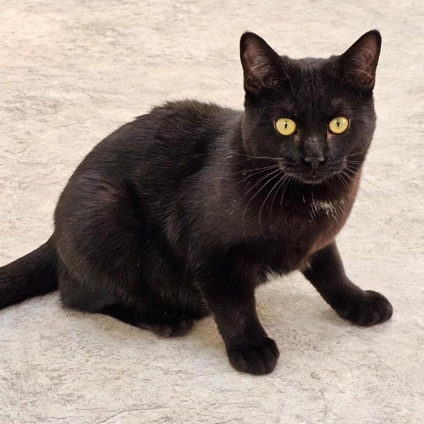 Gypsy, a ADOPTABLE Domestic Short Hair in Waynesville, NC image 2/3