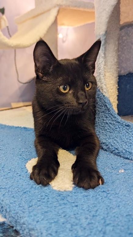 Enlarge Caraxes, a Adoptable mixed breed in Beaverton, OR image 2/2