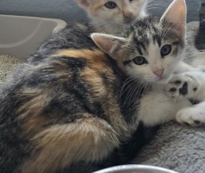 Shirley, Adoptable, Young Female Domestic Short Hair & Domestic Short Hair.