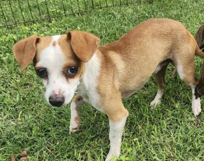 Tatum, Adoptable, Adult Male Chihuahua.