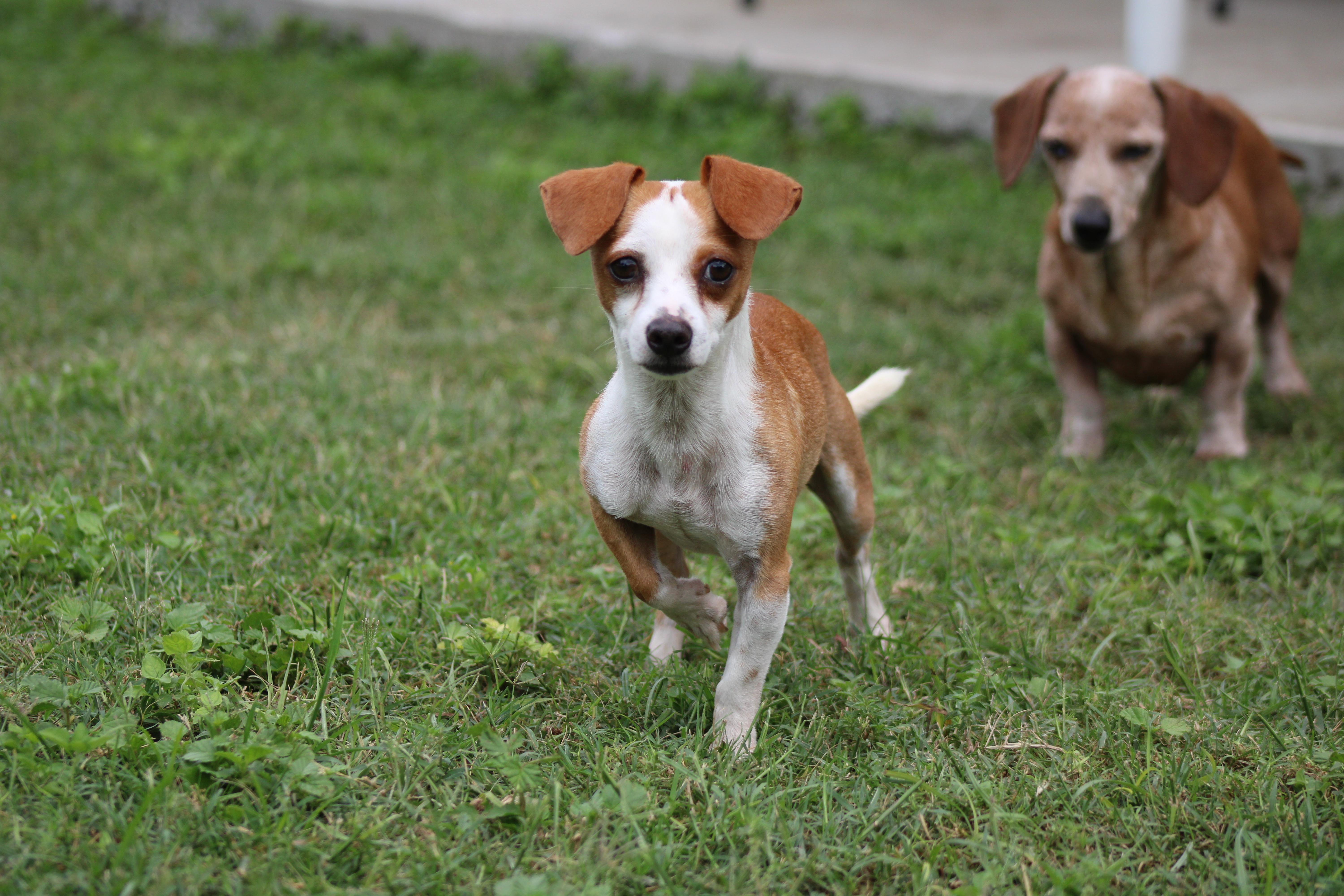 Tatum, a Adoptable Chihuahua in Austin, TX image 2/3