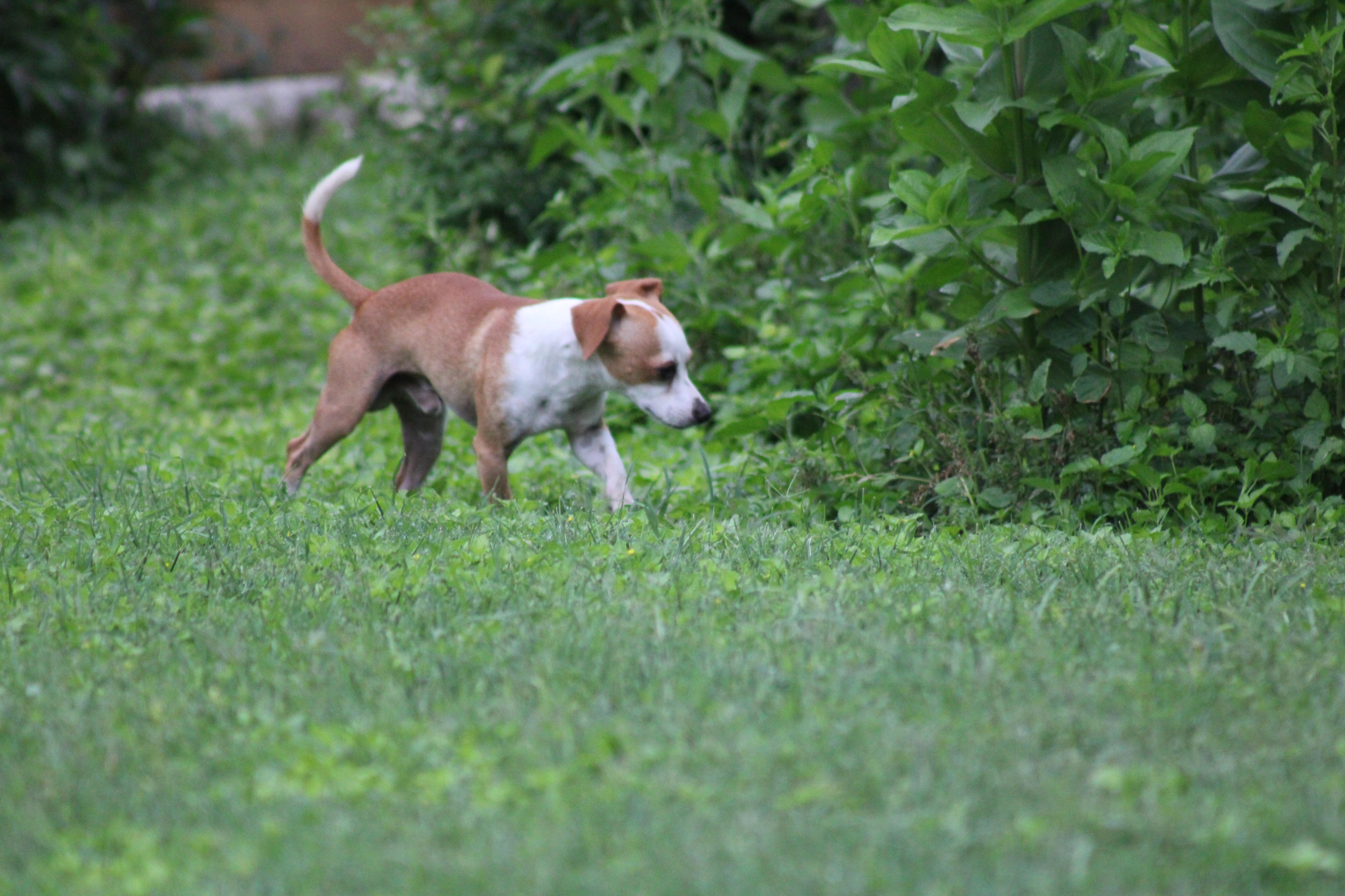 Tatum, a Adoptable Chihuahua in Austin, TX image 3/3