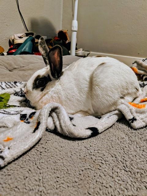 DAPPER, Adoptable, Young Female Bunny Rabbit.