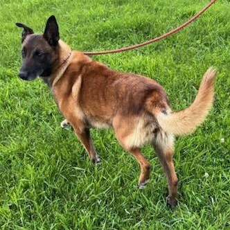 Enlarge Cinnamon, a other mixed breed in Storm Lake, IA image 2/5