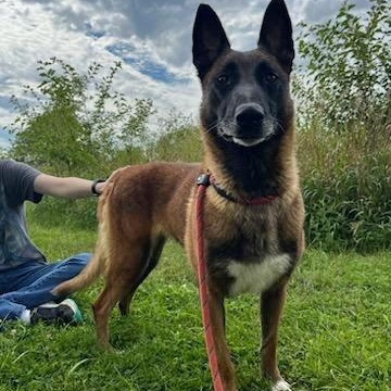 Enlarge Cinnamon, a other mixed breed in Storm Lake, IA image 3/5