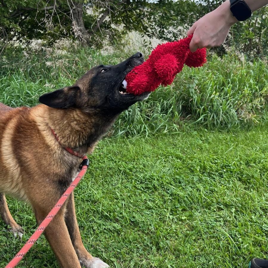 Enlarge Cinnamon, a other mixed breed in Storm Lake, IA image 5/5